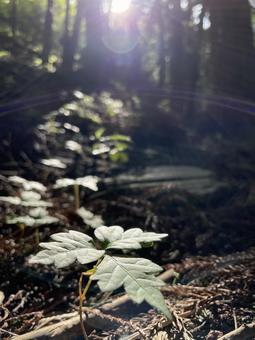 光道 山,自然,木漏れ日の写真素材