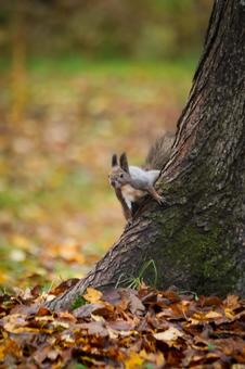 秋のエゾリス 秋,落ち葉,エゾリスの写真素材