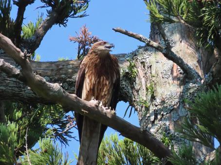 Kite perched on a tree, JPG