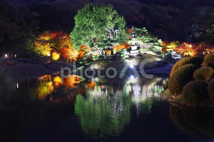１１月下旬の栗林公園の紅葉のライトアップ 背景,紅葉,葉の写真素材
