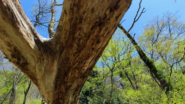 倒木の下から空を望む 倒木,山,新緑の写真素材