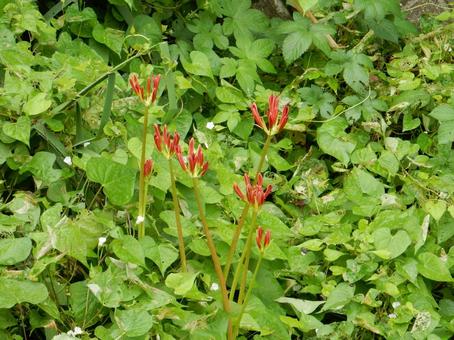 【彼岸花の写真】彼岸花が咲く風景 【彼岸花の写真】彼岸花が咲く風景の写真