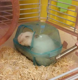 ペットのハムちゃん ペットのハムちゃんの写真