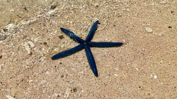 砂浜の上にいるアオヒトデ 砂浜の上にいるアオヒトデ アオヒトデ,ヒトデ,棘皮動物の写真素材