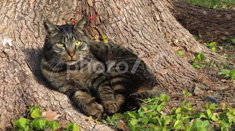 カメラ目線で愛嬌たっぷりのモフモフな猫 猫,キジトラ,カメラ目線の写真素材