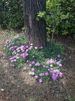 根元に咲くノコンギク 根元に咲くノコンギクの写真