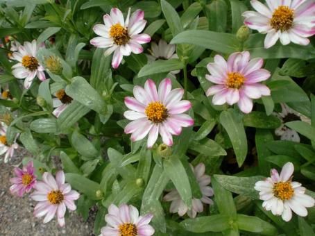 ジニアの花の写真