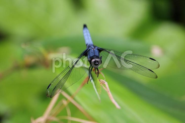 とんぼのめがね とんぼ,夏,緑の写真素材