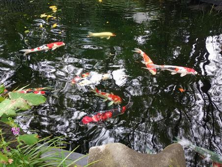 Photo, carp, beautiful, red, 