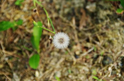 タンポポモドキの綿帽子 タンポポモドキの綿帽子 綿帽子,綿毛,冠毛の写真素材