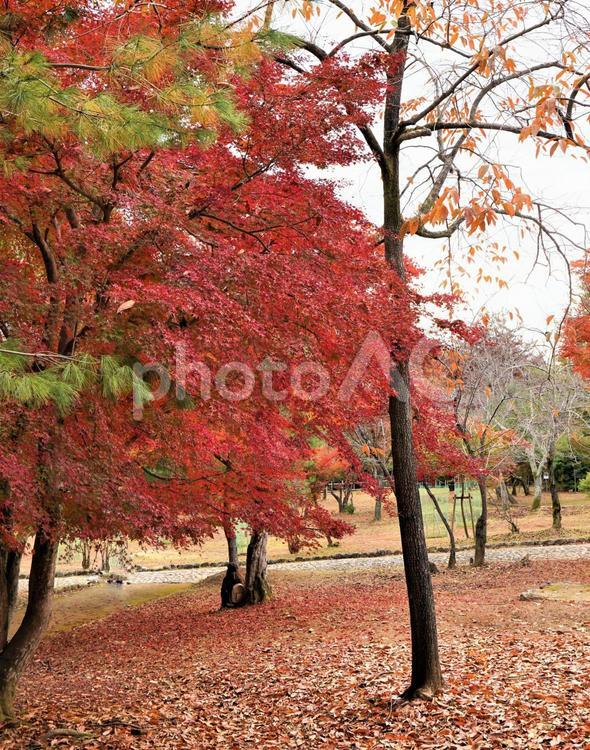 赤い絨毯と紅葉 秋,紅葉,風景の写真素材