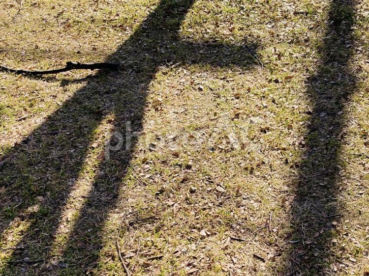 緑混じりの冬芝生 緑混じり,冬,芝生の写真素材
