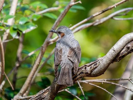 枝にとまるヒヨドリ ヒヨドリ,野鳥,鳥の写真素材