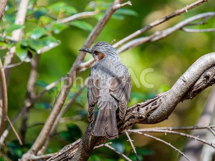 枝にとまるヒヨドリ ヒヨドリ,野鳥,鳥の写真素材