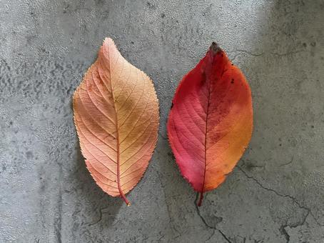 枯れ 落葉,紅葉,桜の葉の写真素材