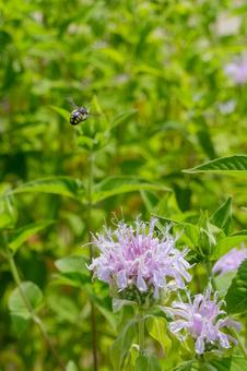 A bee flying amongst the greenery and a blooming monarda flower, JPG A bee flying amongst the greenery and a blooming monarda flower, JPG