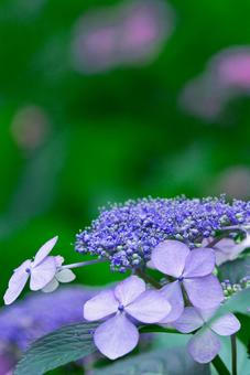 アジサイ12の写真