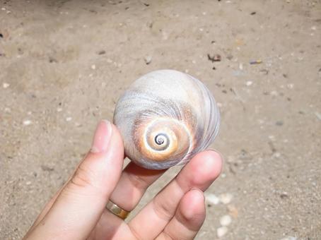 巻貝 巻貝 貝殻,巻貝,砂浜の写真素材