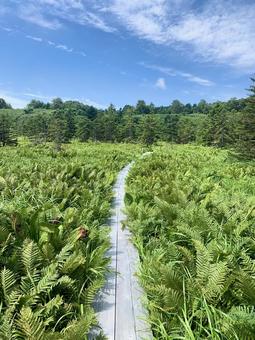 北の島の湿原 湿原,植物,木道の写真素材