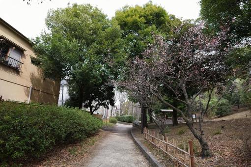Photo, sarue onshi park, tokyo, park, 
