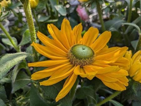 ルドベキア ルドベキア,花,flowerの写真素材
