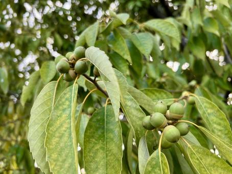 アラカシのどんぐり(未熟) アラカシのどんぐり(未熟) アラカシ,どんぐり,木の写真素材