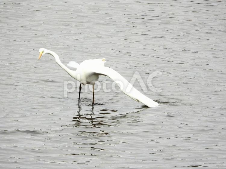魚を狙うダイサギ 鳥,野鳥,ダイサギの写真素材
