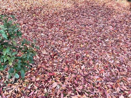 落ち葉02 屋外,背景,里山の写真素材