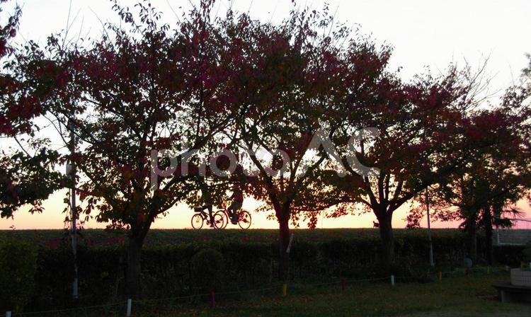 夕暮れ 夕暮れ,晩秋,サイクリングの写真素材