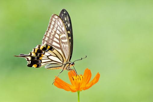 Photo, swallowtail, এবং ইয়াং ইয়ু, swallowtail প্রজাপতি, 