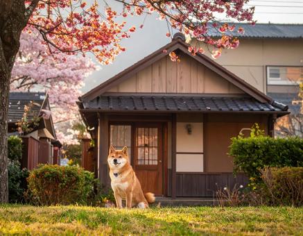 我が家を守る柴犬の写真