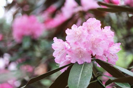 Photo, vivid, spring, poor, 