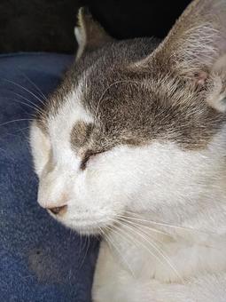 寝顔がかわ〜 猫,寝顔,クッションの写真素材