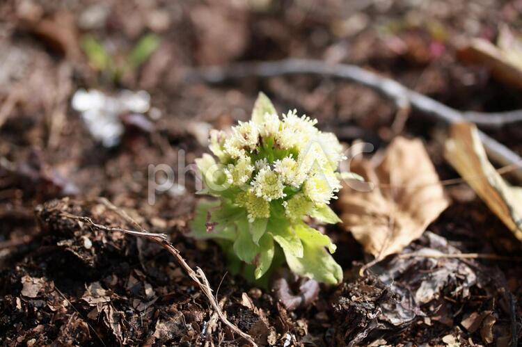 ふきのとうの花 ふきのとう,冬,春の写真素材