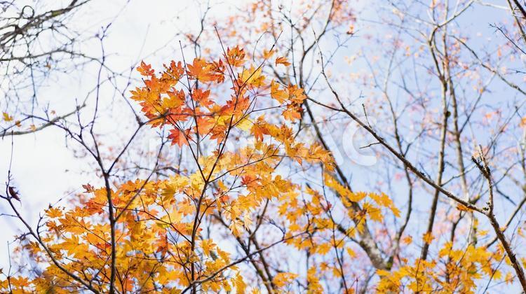 日本の秋の山で見える綺麗な紅葉 紅葉,秋,自然の写真素材
