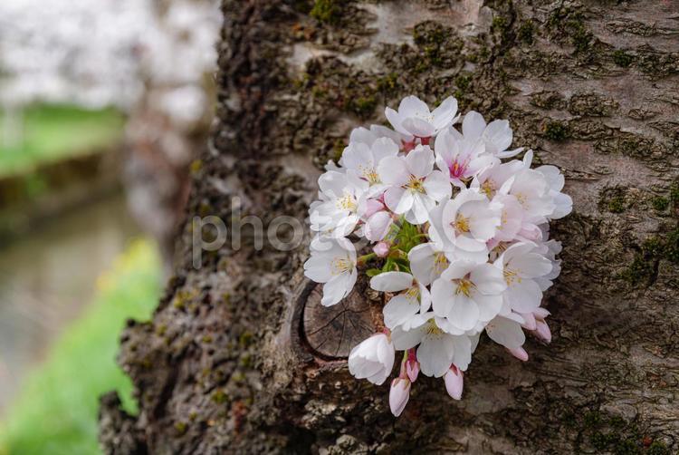 弘前公園　幹に咲いた桜 桜,花,花びらの写真素材