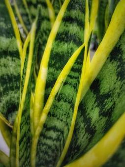 サンセベリア サンセベリア,観葉植物,植物の写真素材