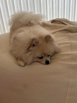 お昼寝わんこ お昼寝わんこ 犬,dog,ポメラニアンの写真素材