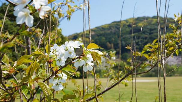 咲き乱れる桜 咲き乱れる桜の写真
