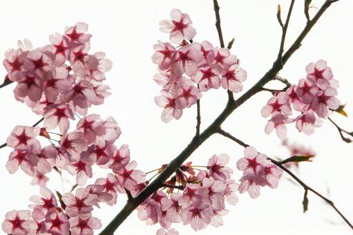 満開に咲き誇る陽光桜の美しい春景色 17 桜,さくら,サクラの写真素材