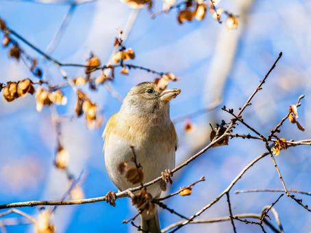 枝にとまるアトリ アトリ,獦子鳥,花鶏の写真素材