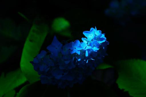 Flower pattern - Hydrangea - Dark image, flower, hydrangea, blue hydrangea, JPG