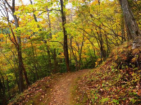 紅葉の登山道（荒船山） 紅葉,秋,10月の写真素材