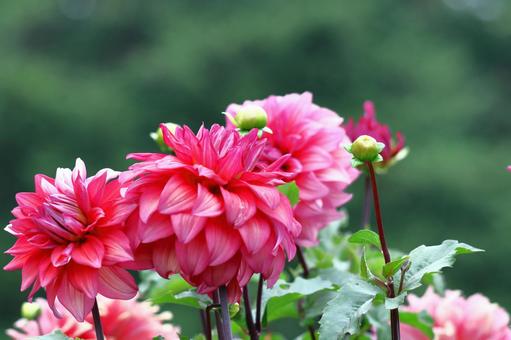 五顏六色的大花, JPG 五顏六色的大花, dahlia, flower, asteraceae plant, JPG