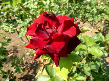 バラ園でひときわ目立つ真っ赤なバラ バラ園でひときわ目立つ真っ赤なバラ バラ,花,植物の写真素材