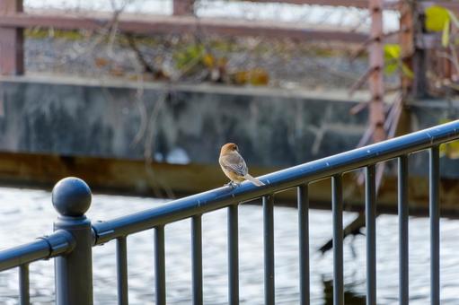 A quiet moment for a shrike perched on the railing, JPG A quiet moment for a shrike perched on the railing, JPG