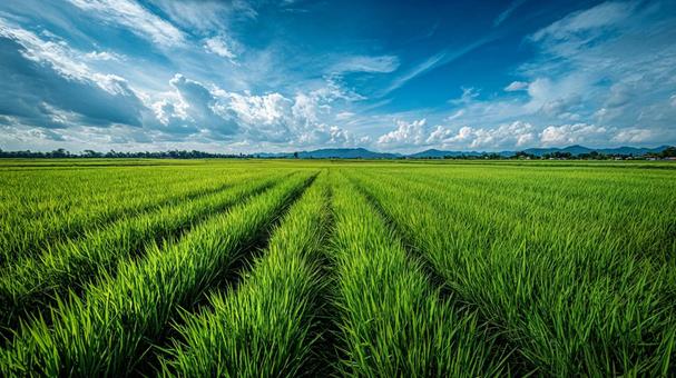 夏の田園風景：生命力あふれる広大な稲穂の写真