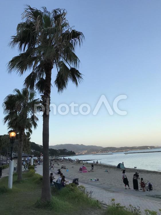 ハワイに行った気分 浜,海岸,木の写真素材