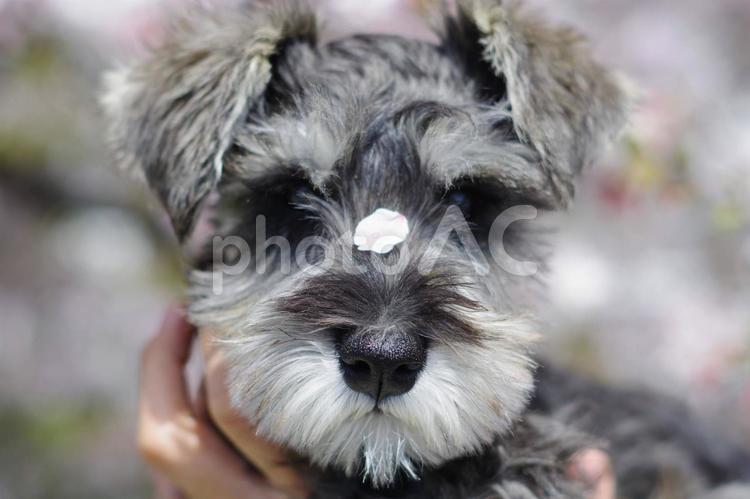 我が家のアイドル犬　お花がひらひら 犬,ミニチュアシュナウザー,シュナウザーの写真素材