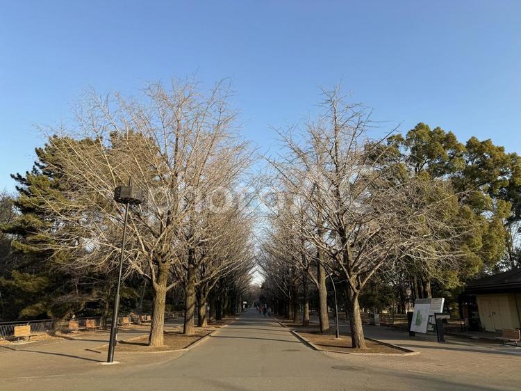 冬のイチョウ並木 冬,朝,光が丘公園の写真素材